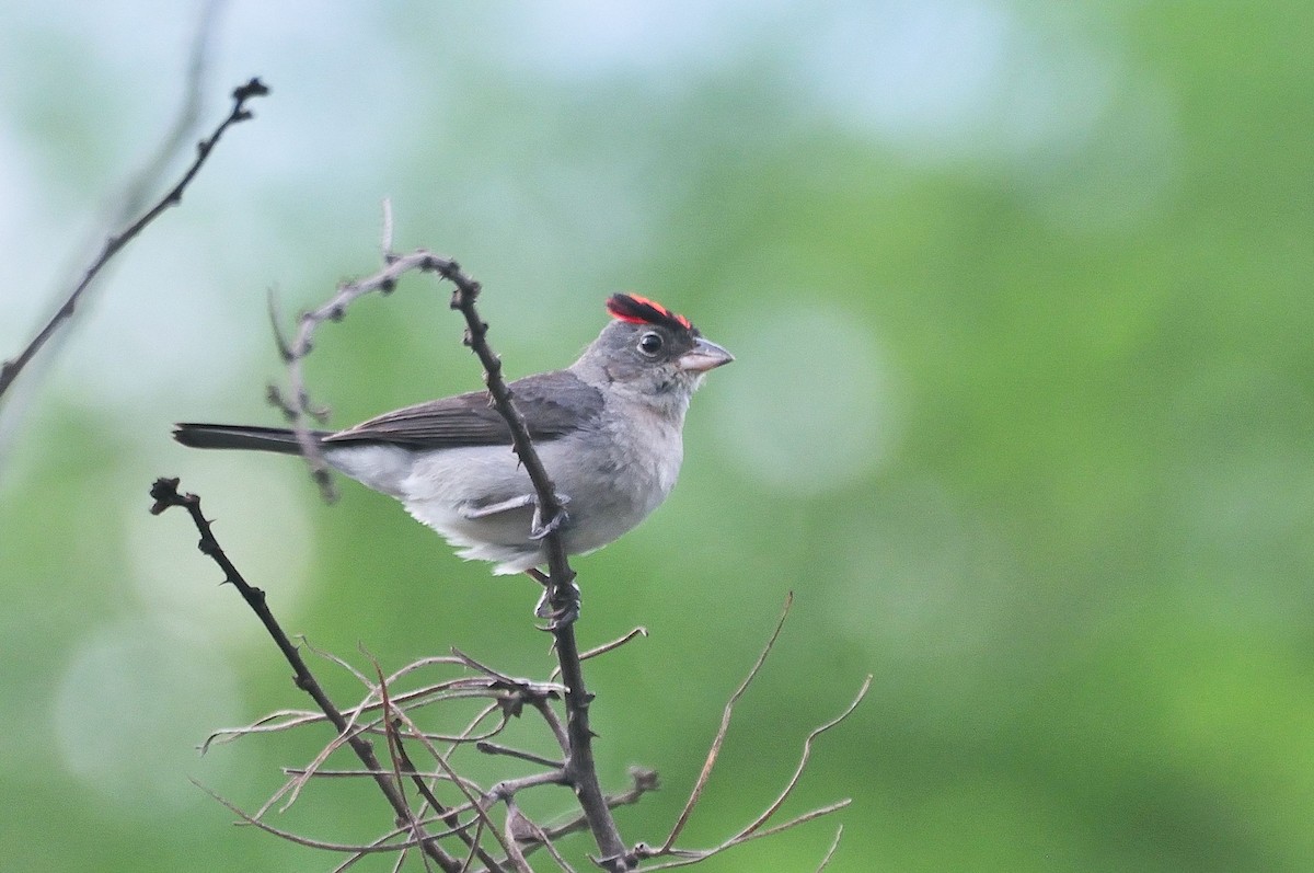 Pileated Finch - ML620934691