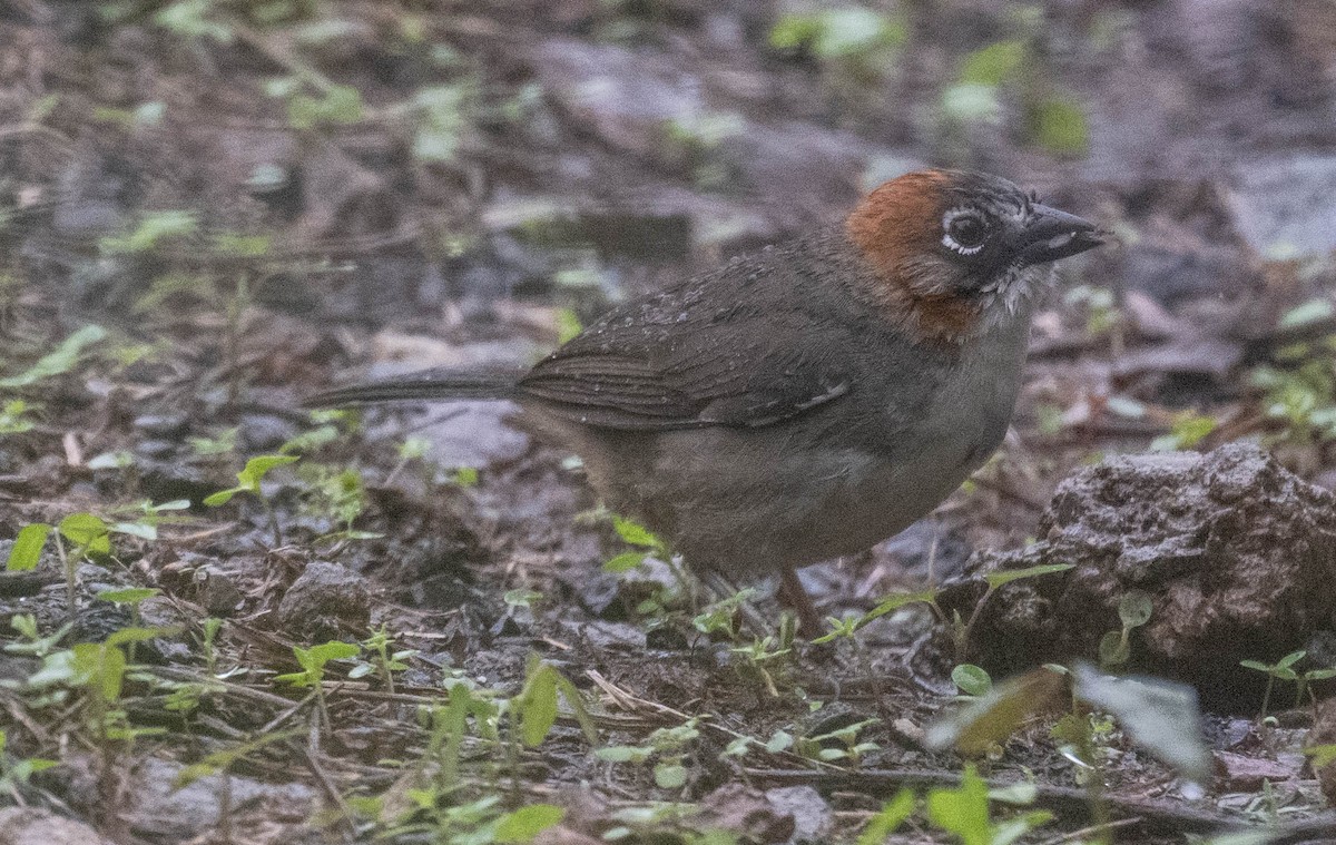 Rusty-crowned Ground-Sparrow - ML620934762