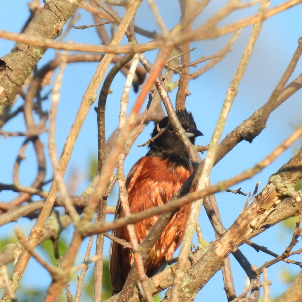 Orchard Oriole - ML620934774
