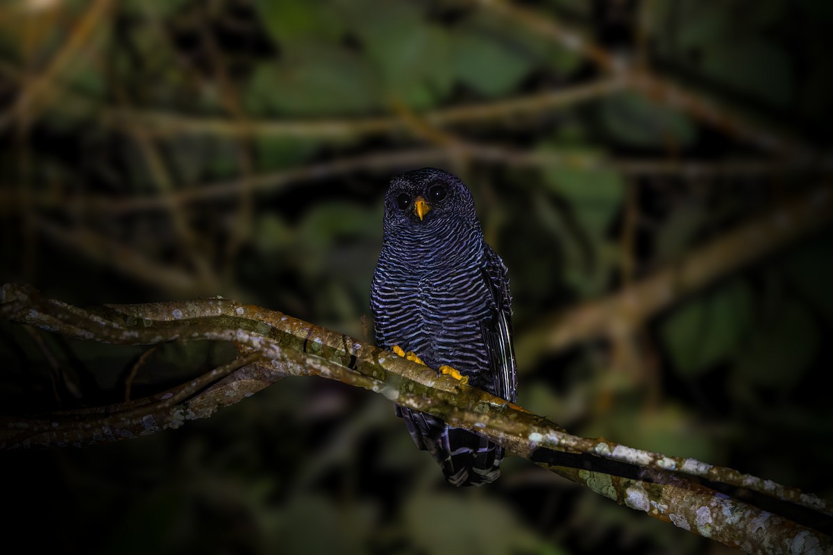Black-banded Owl - ML620934775