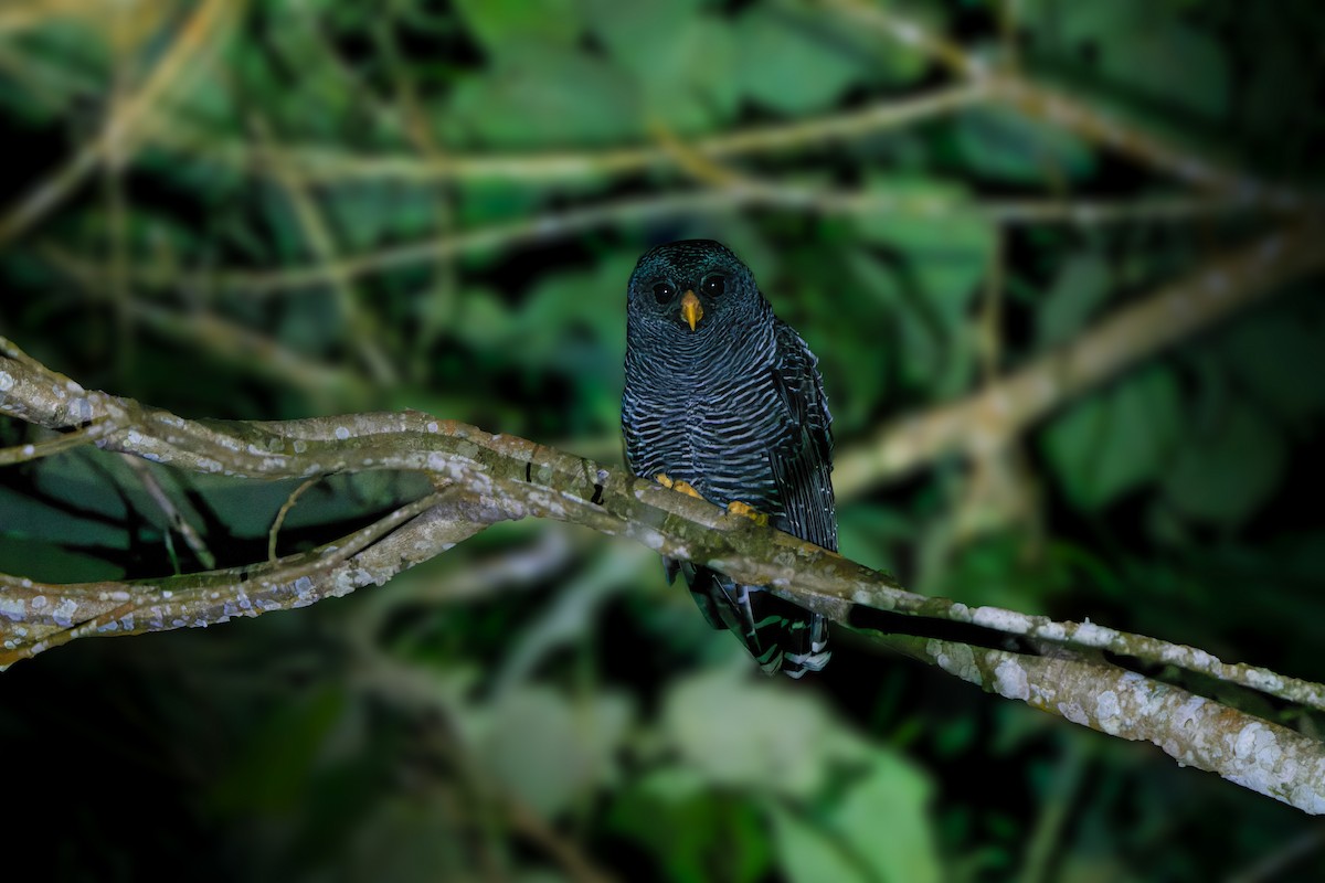 Black-banded Owl - ML620934776