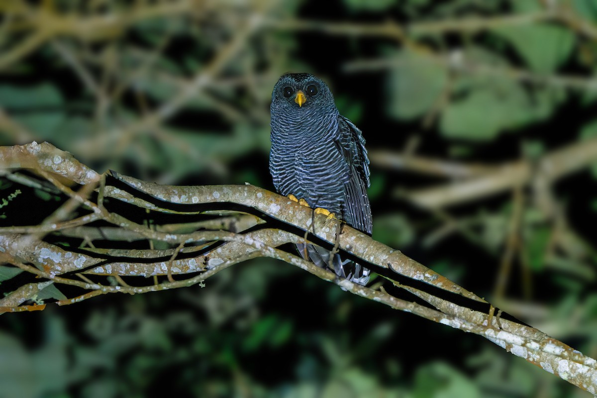Black-banded Owl - ML620934777