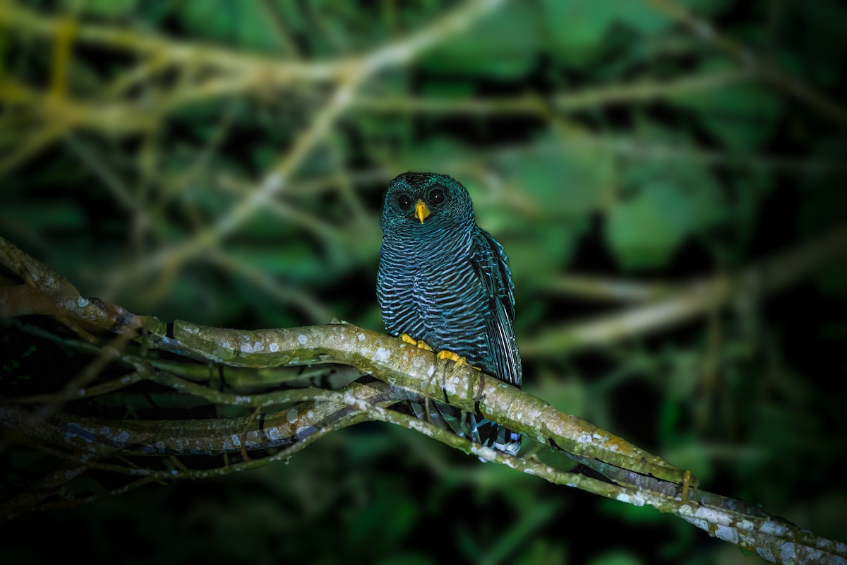 Black-banded Owl - ML620934779