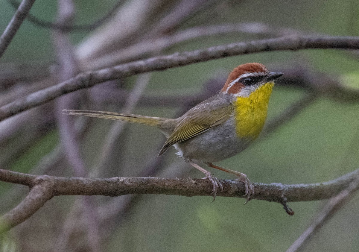Rufous-capped Warbler - ML620934780