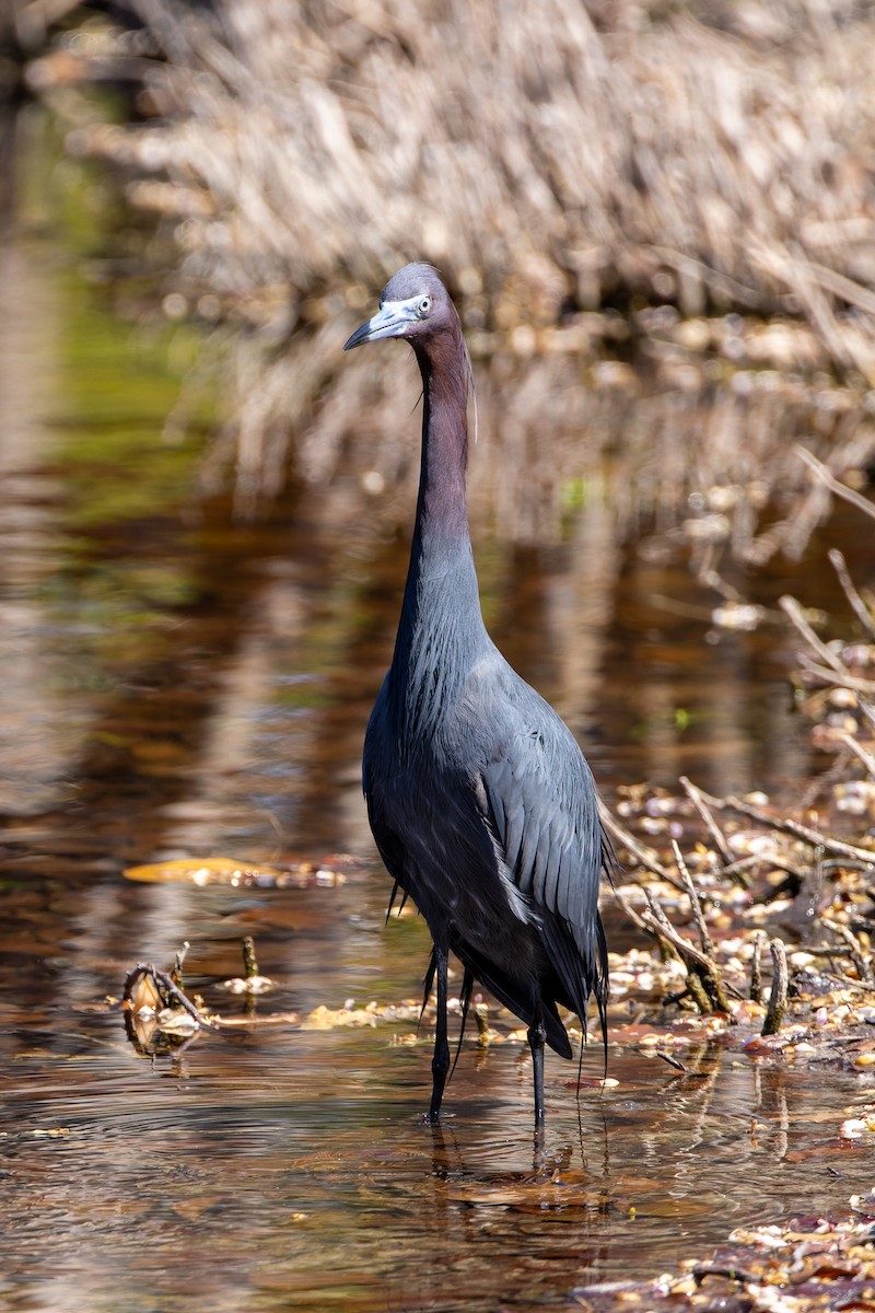 Little Blue Heron - ML620934804