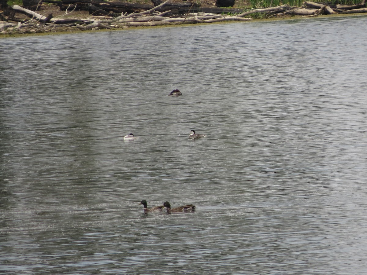 Western Grebe - ML620934807