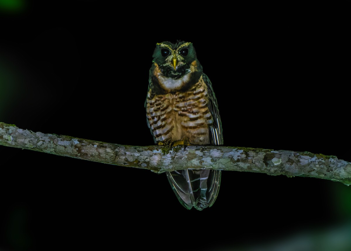 Band-bellied Owl - ML620934811