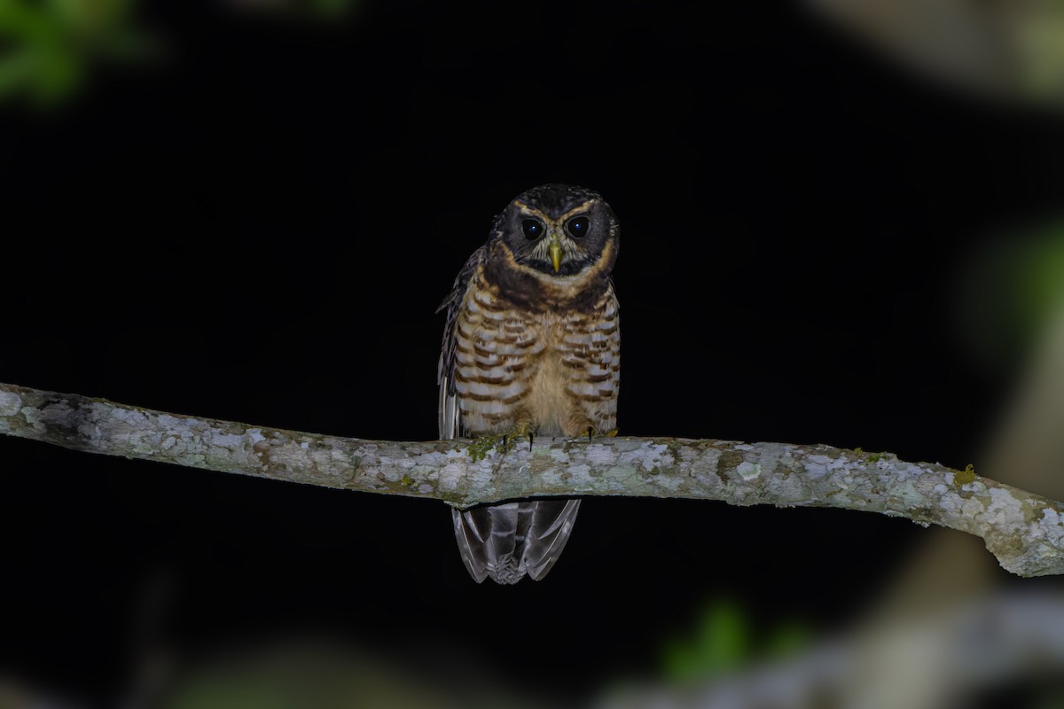 Band-bellied Owl - ML620934813