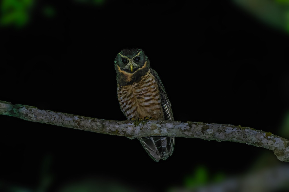 Band-bellied Owl - ML620934815