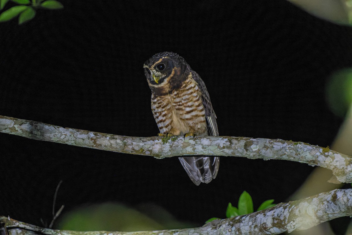 Band-bellied Owl - ML620934816