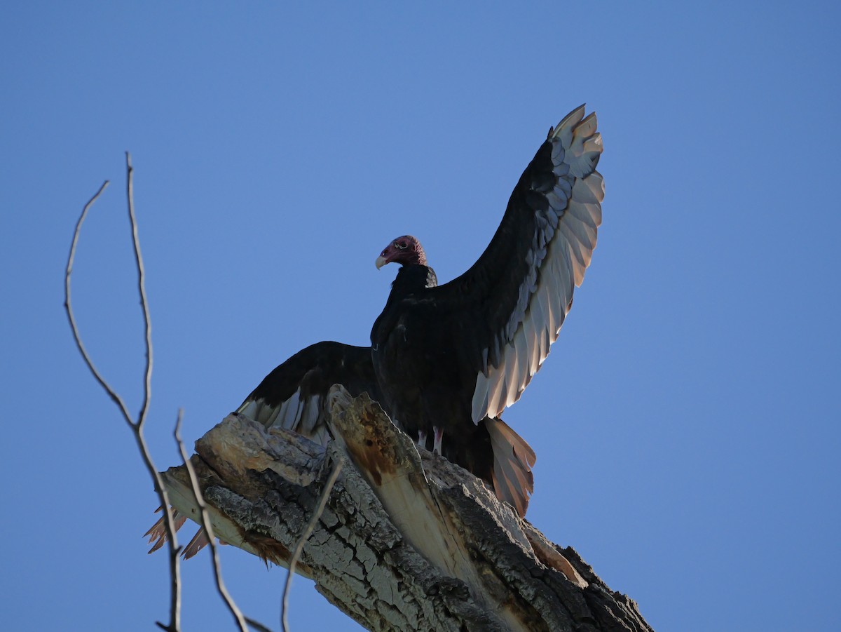 Turkey Vulture - ML620934820