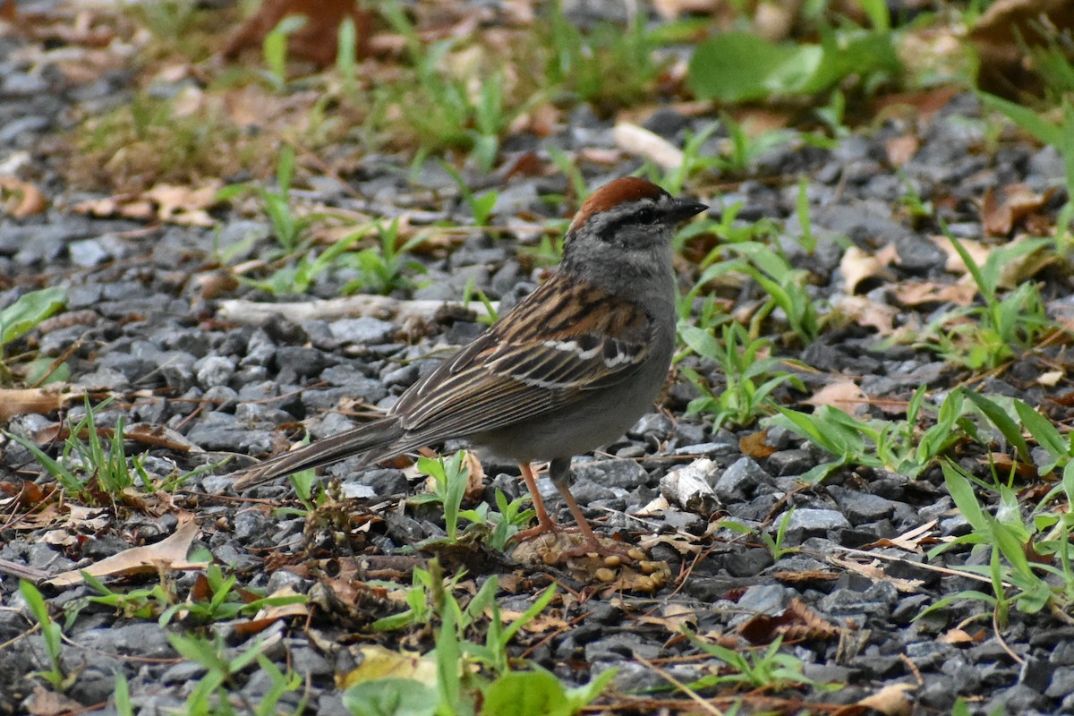 Chipping Sparrow - ML620934827