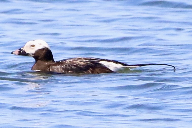 Long-tailed Duck - ML620934832