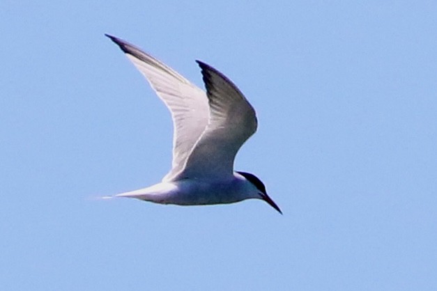 Common Tern - ML620934839