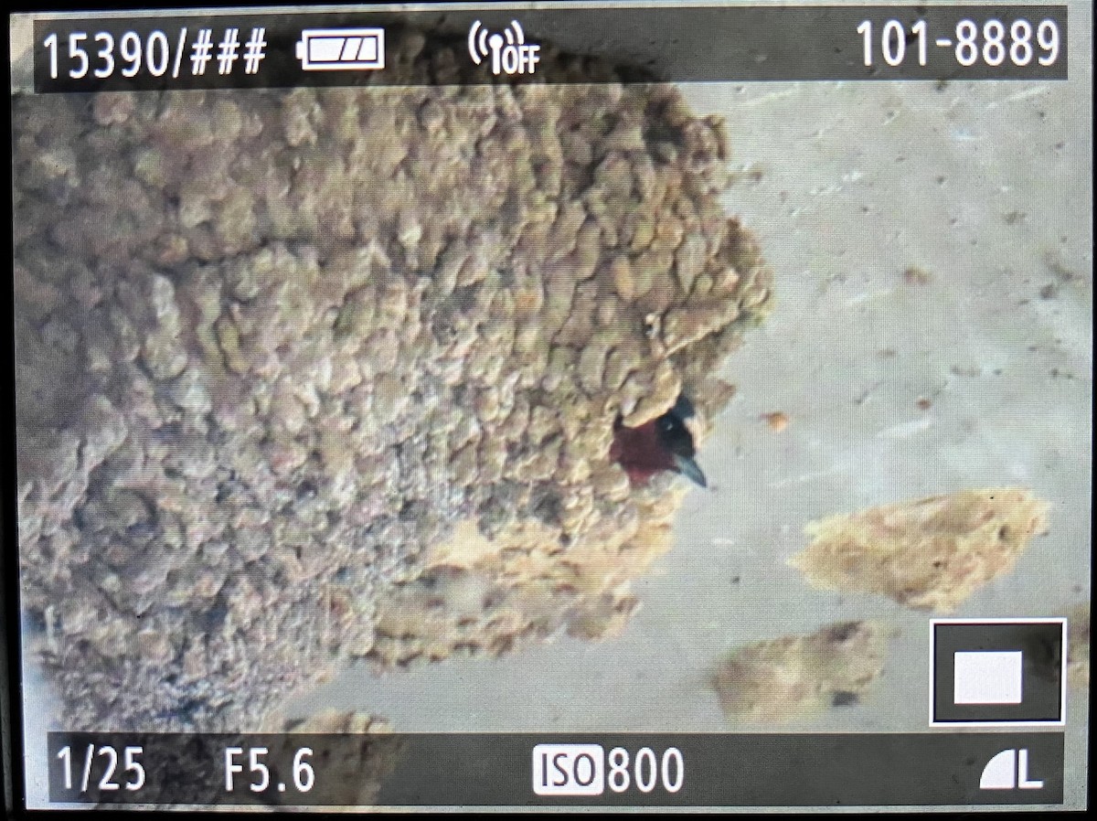 Cliff Swallow - ML620934854