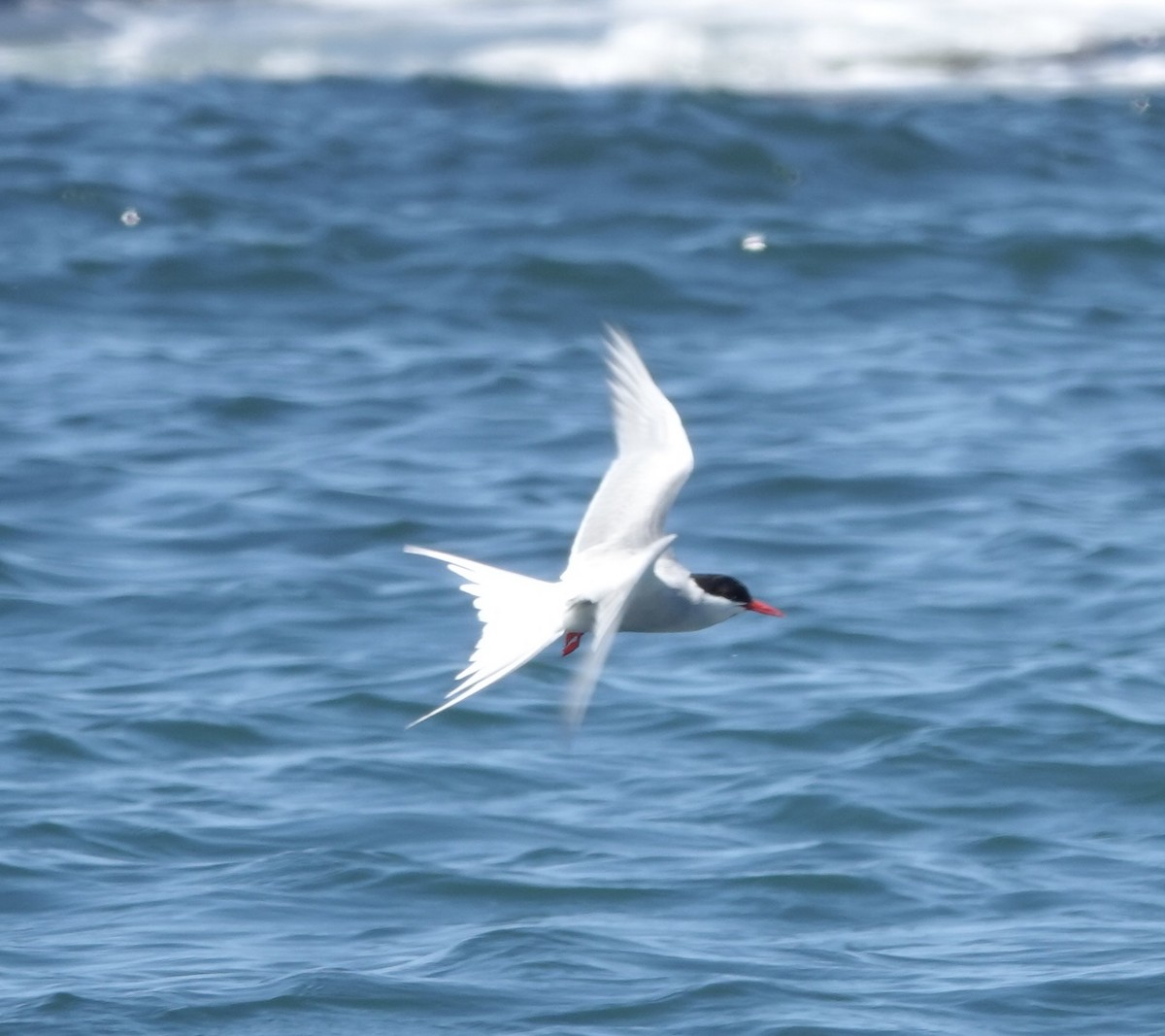 Arctic Tern - deidre asbjorn