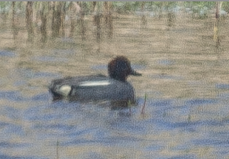 Green-winged Teal - ML620934897
