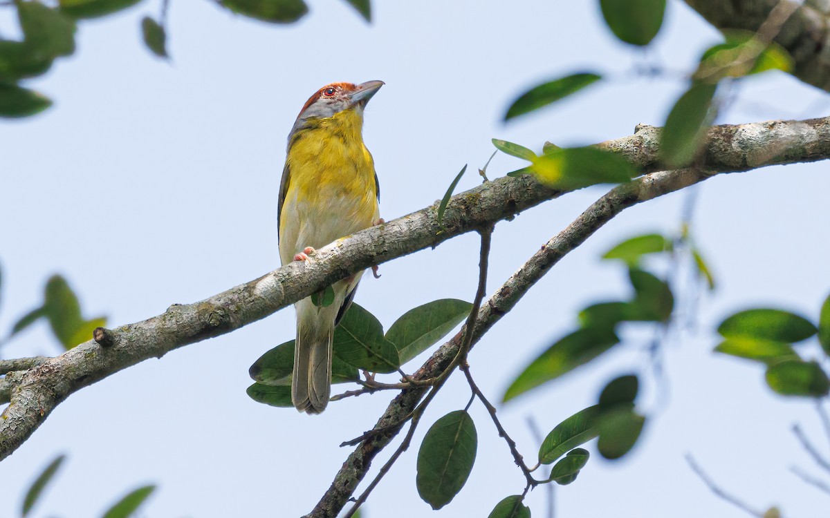 Rufous-browed Peppershrike - ML620934898