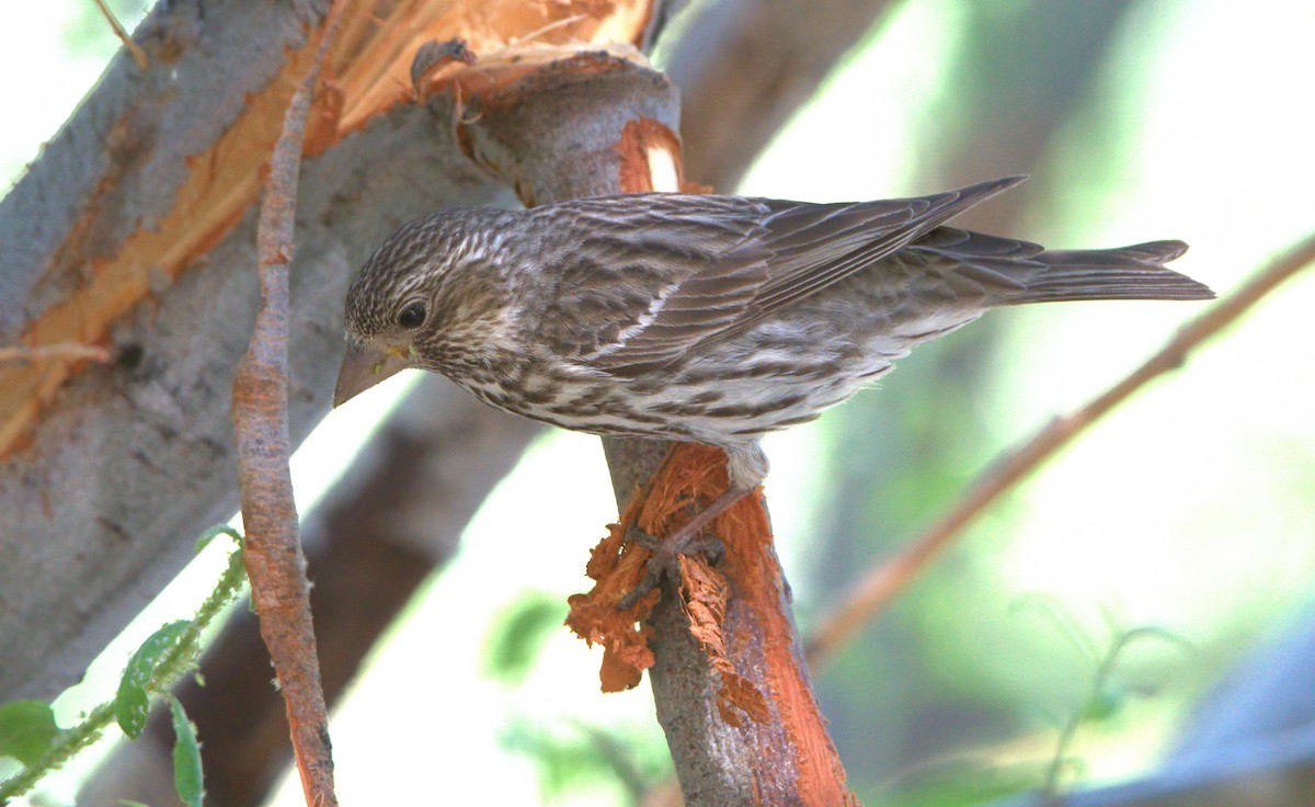 Cassin's Finch - ML620934914