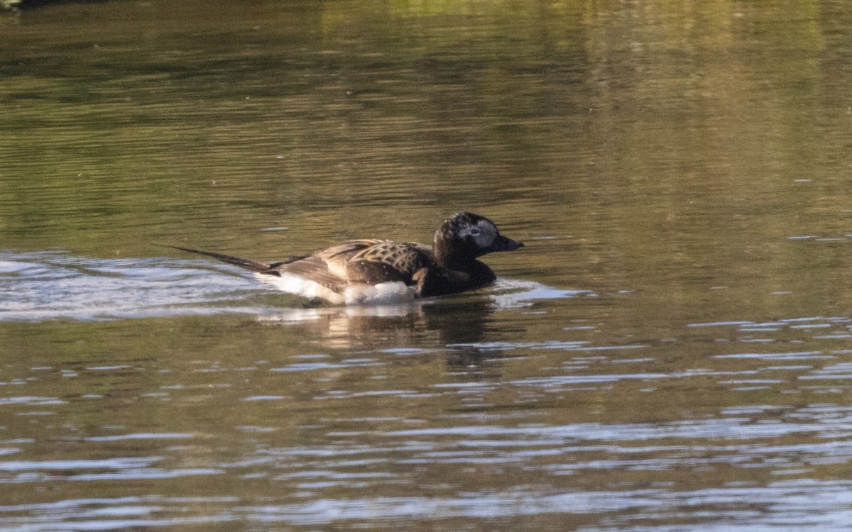 Long-tailed Duck - ML620934964
