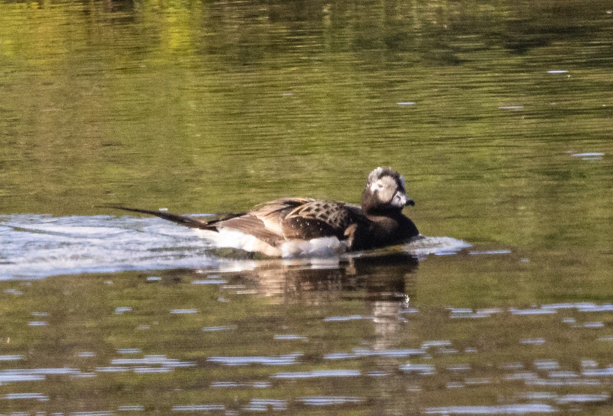 Long-tailed Duck - ML620934967