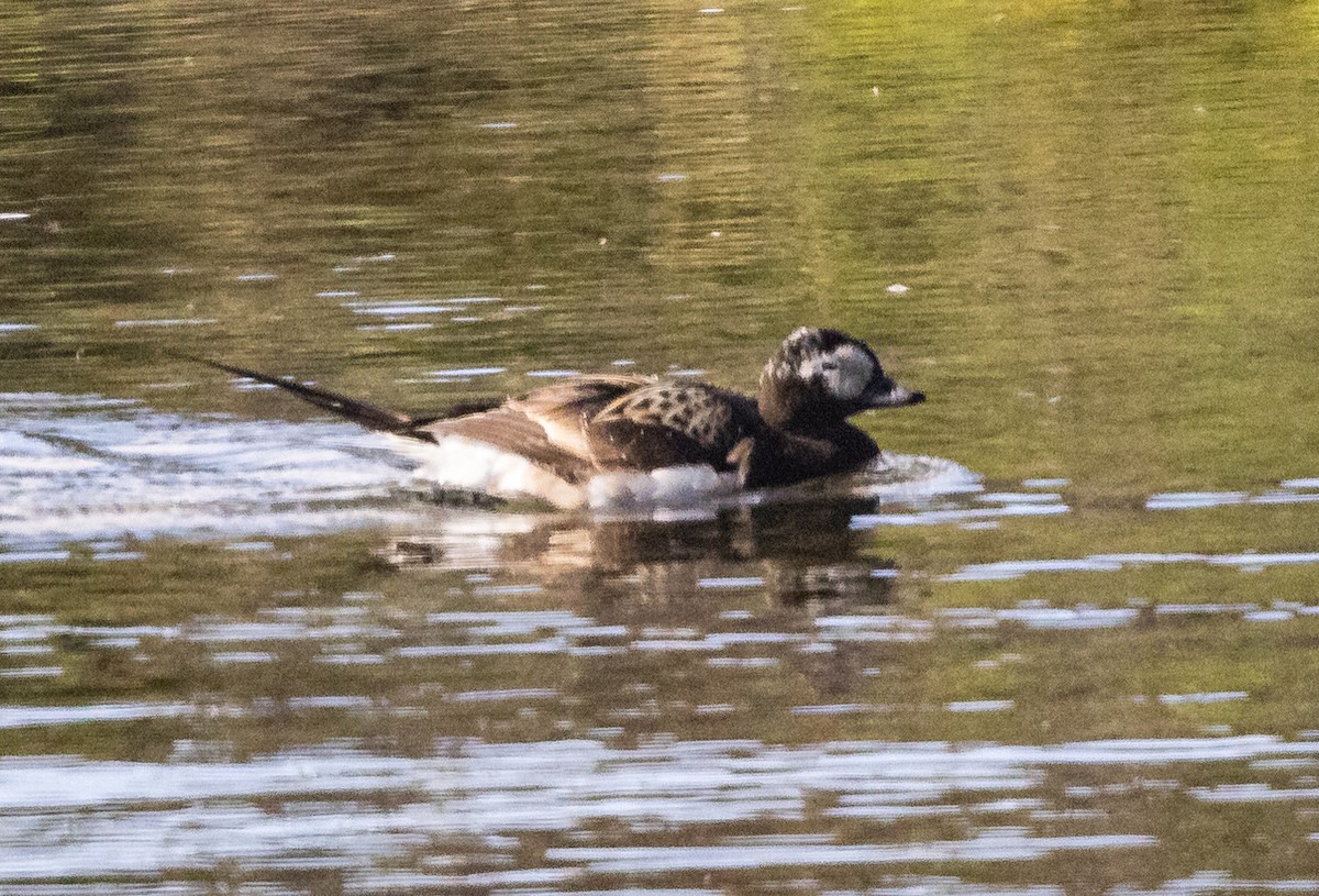 Long-tailed Duck - ML620934981