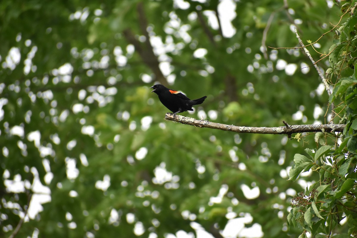 Red-winged Blackbird - ML620934983