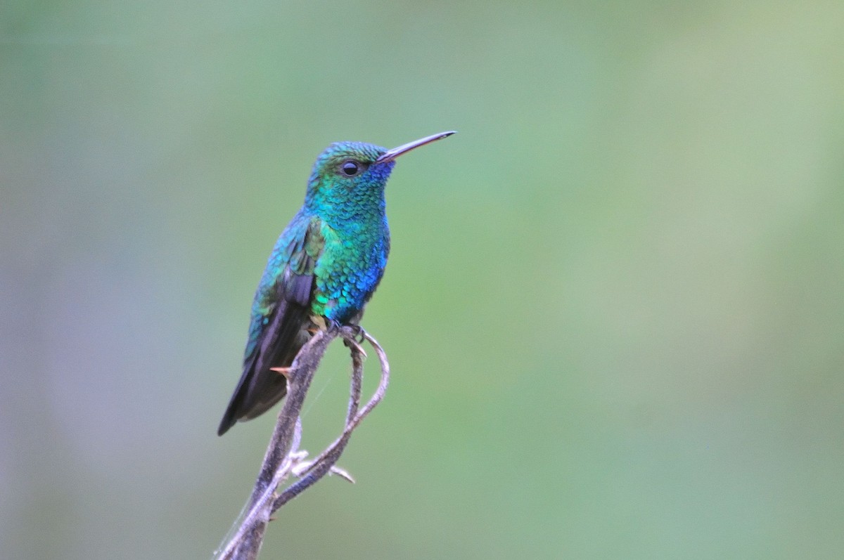 kolibřík modrobradý - ML620935029