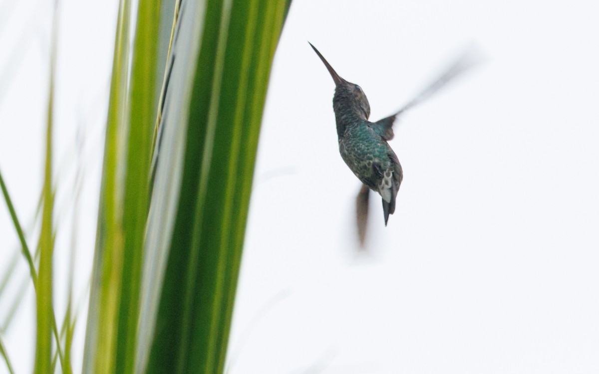 kolibřík zářivý - ML620935030