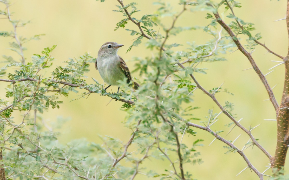 Northern Mouse-colored Tyrannulet - ML620935035