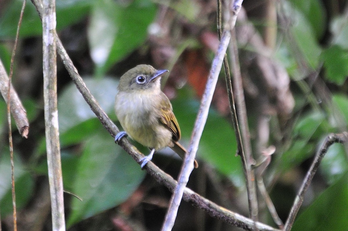 Eastern Olivaceous Flatbill - ML620935037