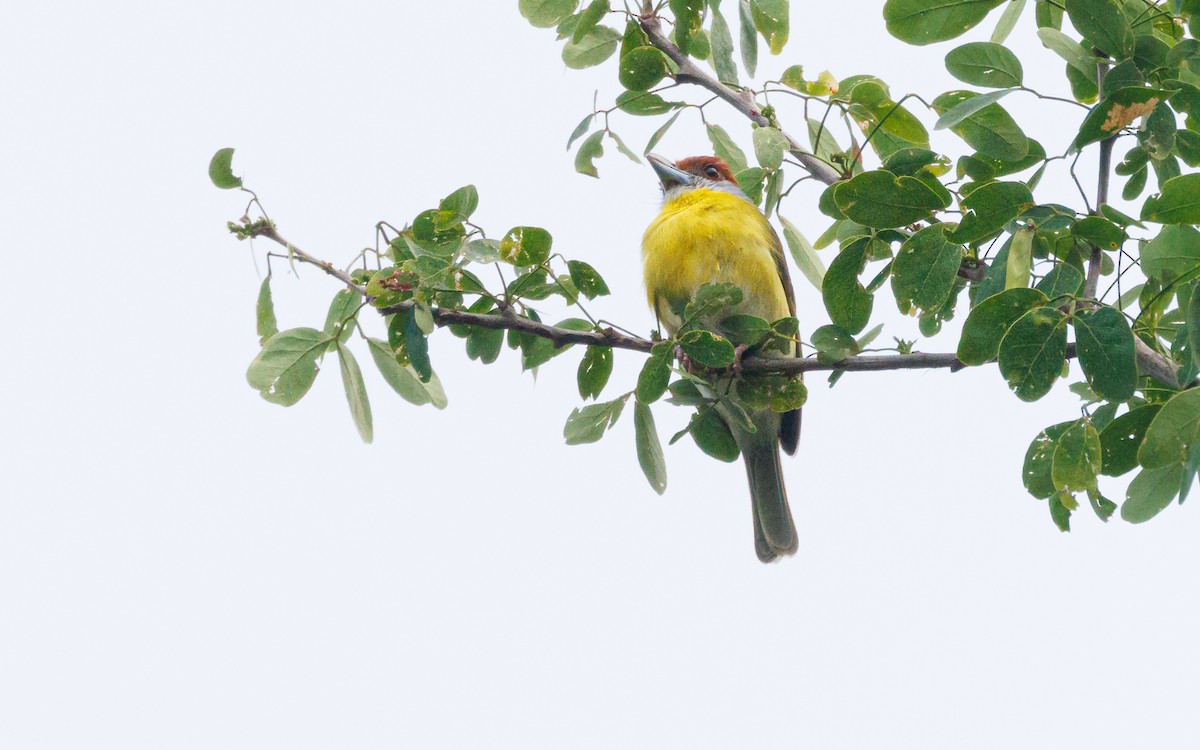 Краснобровый попугаевый виреон - ML620935047