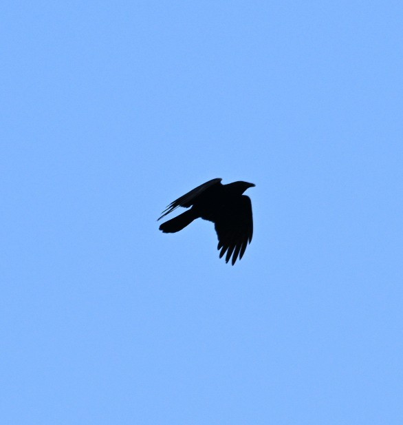 Fish Crow - ML620935069