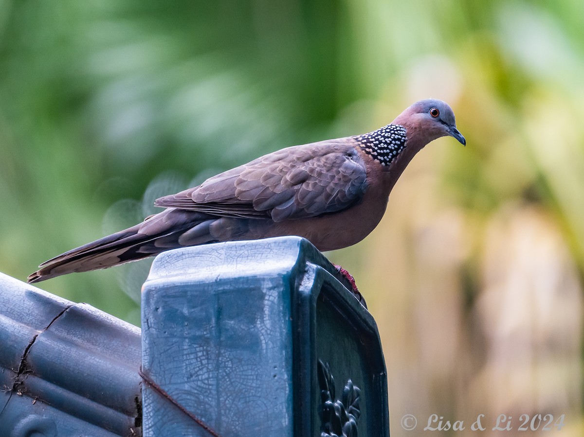 Spotted Dove - ML620935076