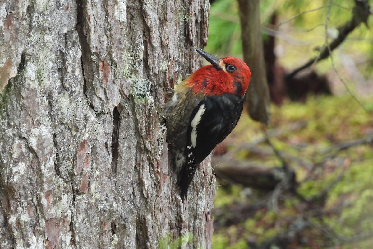 Red-breasted Sapsucker - ML620935110