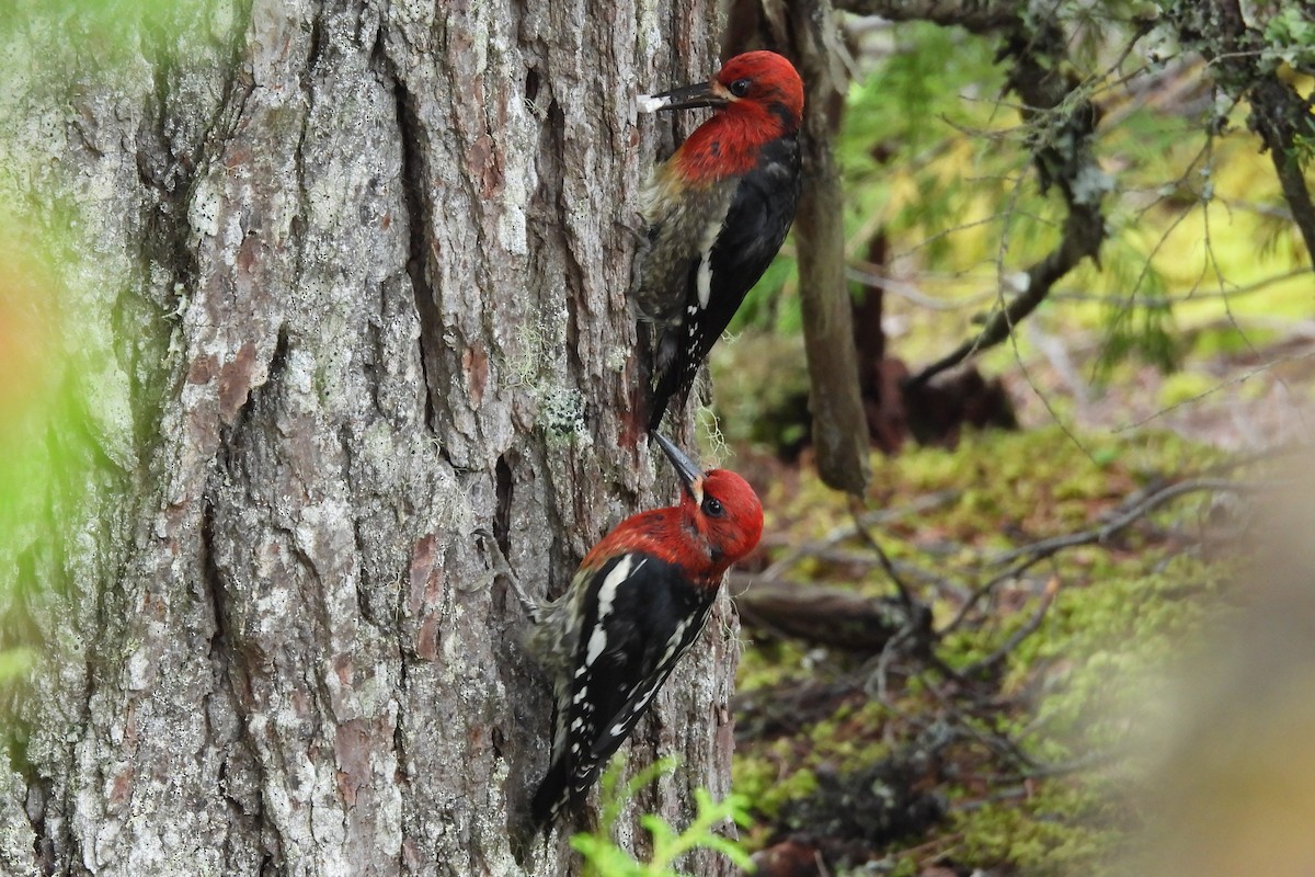 Red-breasted Sapsucker - ML620935124