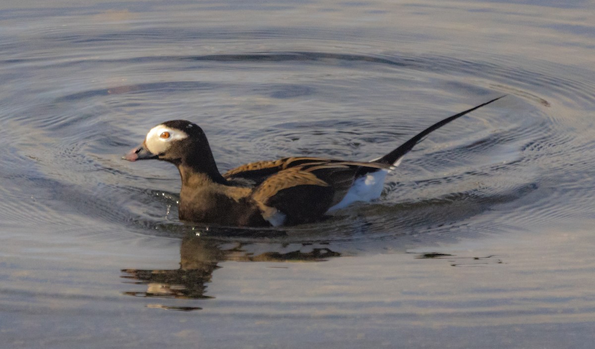 Long-tailed Duck - ML620935137