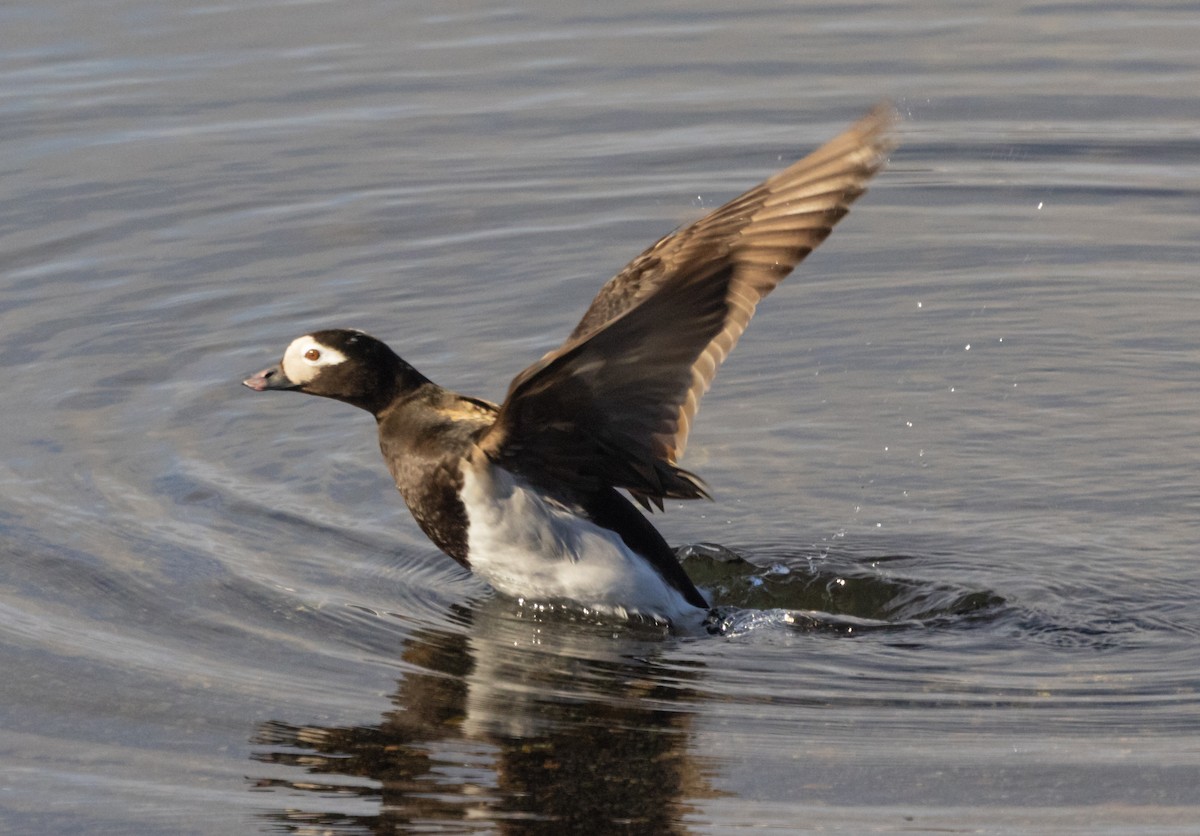 Long-tailed Duck - ML620935139