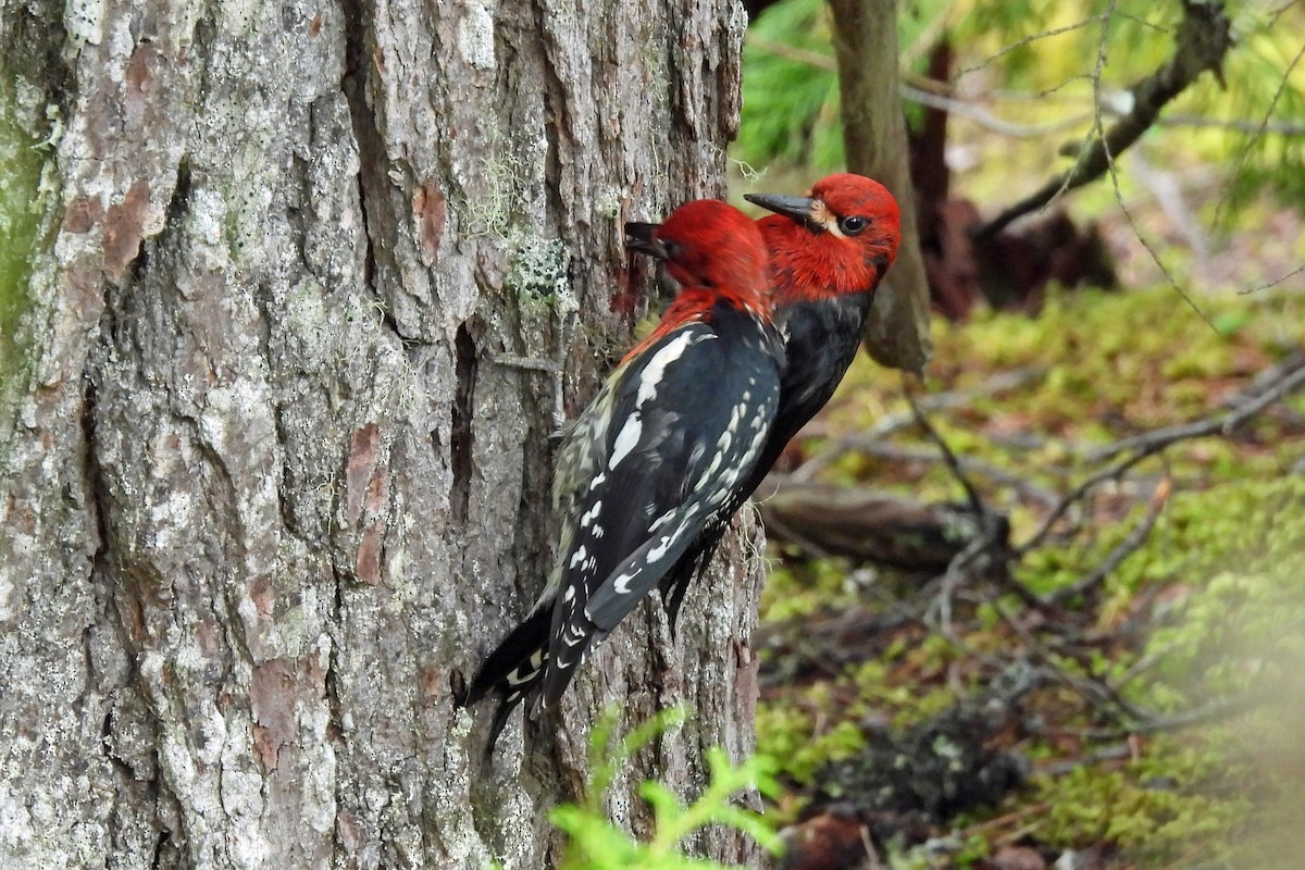 Red-breasted Sapsucker - ML620935140