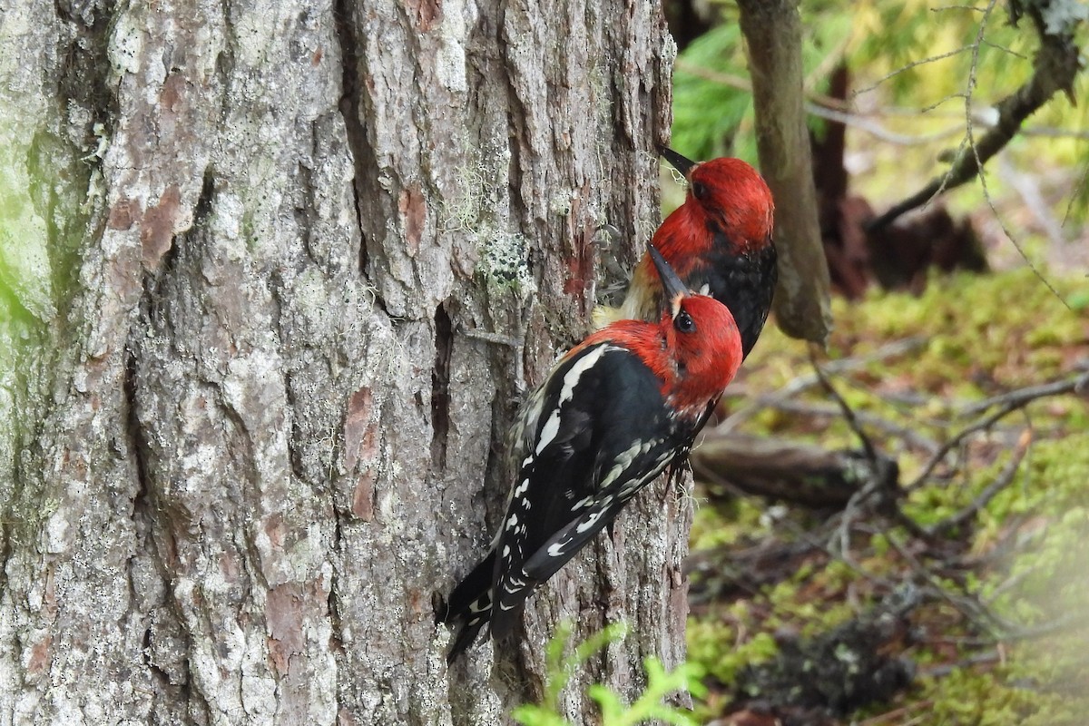 Red-breasted Sapsucker - ML620935153