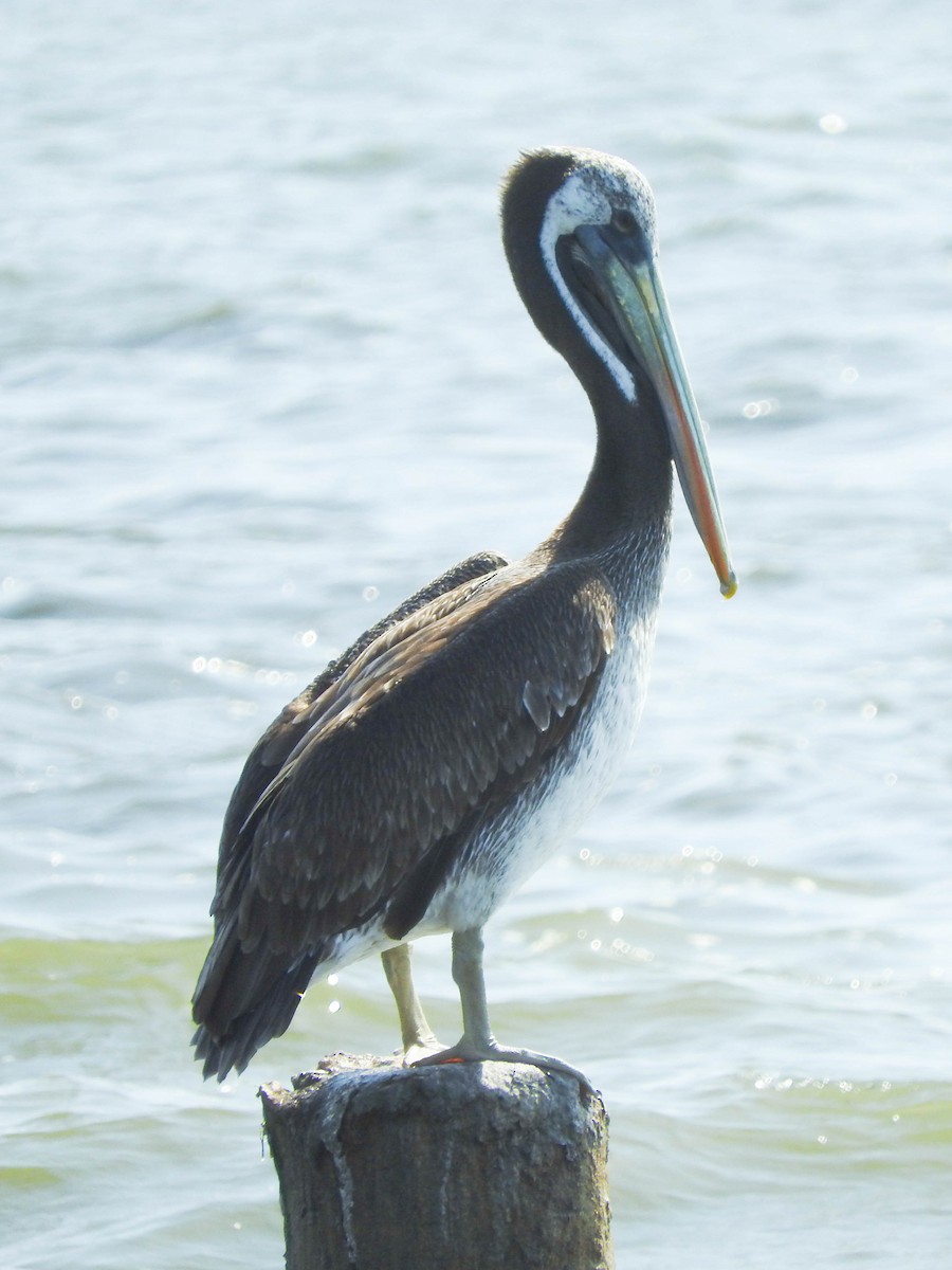 Peruvian Pelican - France Desbiens