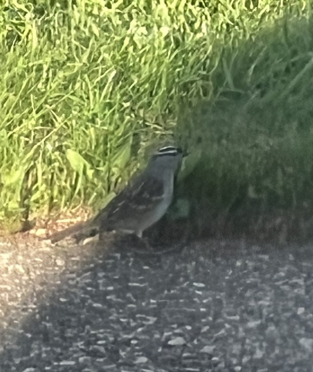 White-crowned Sparrow - ML620935213