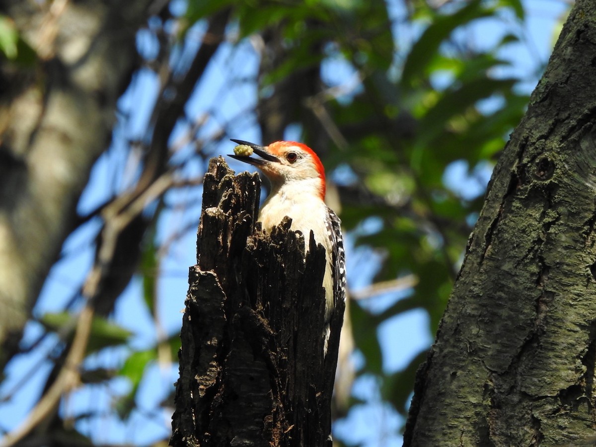 Red-bellied Woodpecker - ML620935236