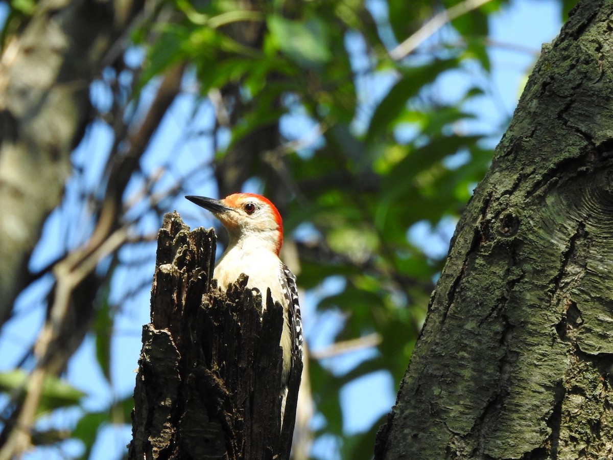 Red-bellied Woodpecker - ML620935237