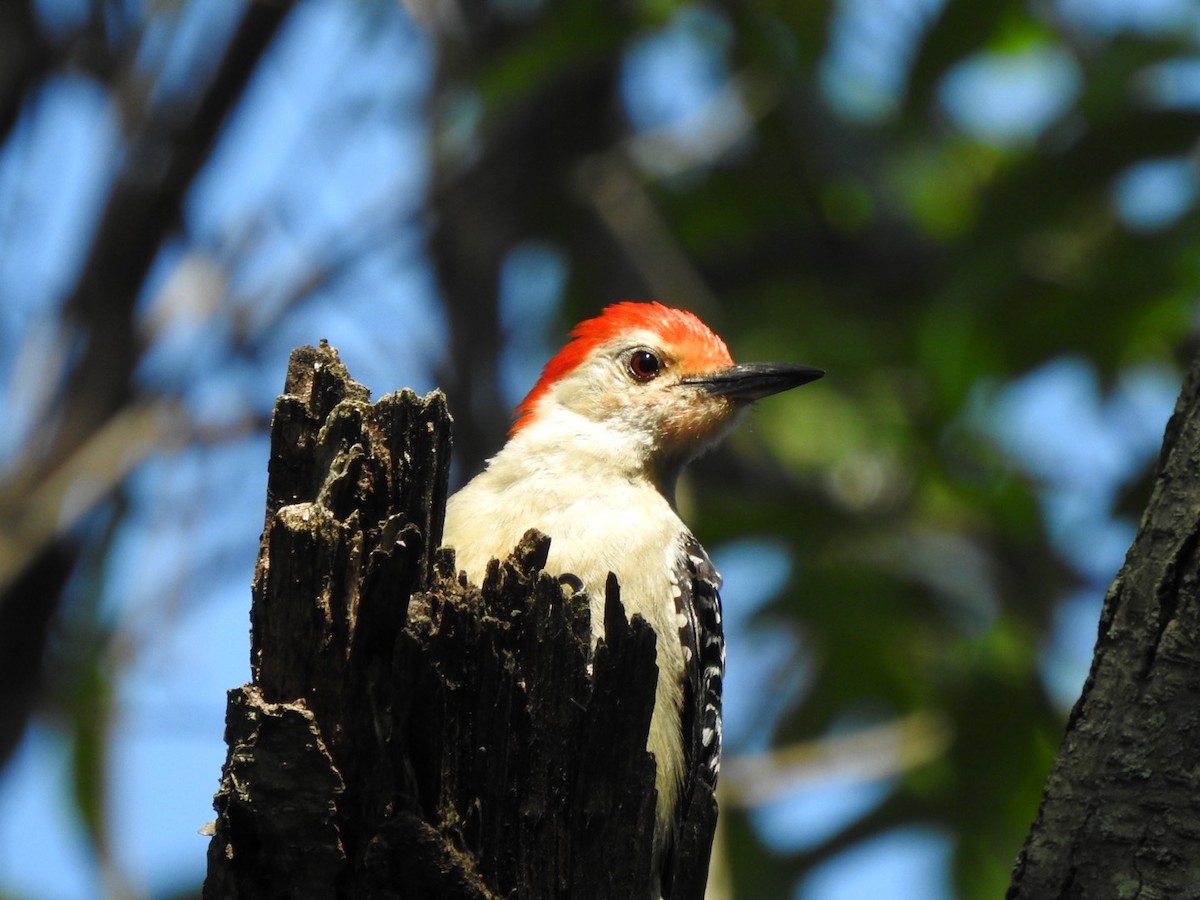 Red-bellied Woodpecker - ML620935238