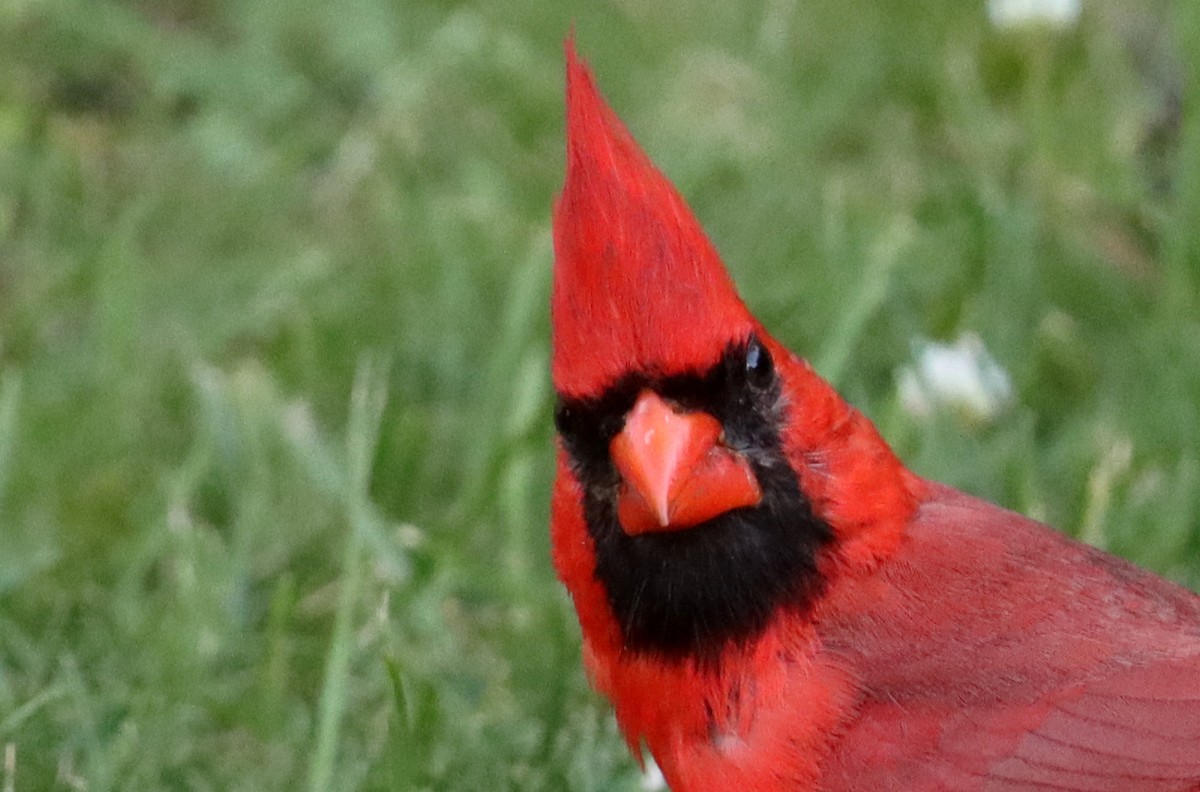 Cardinal rouge - ML620935294