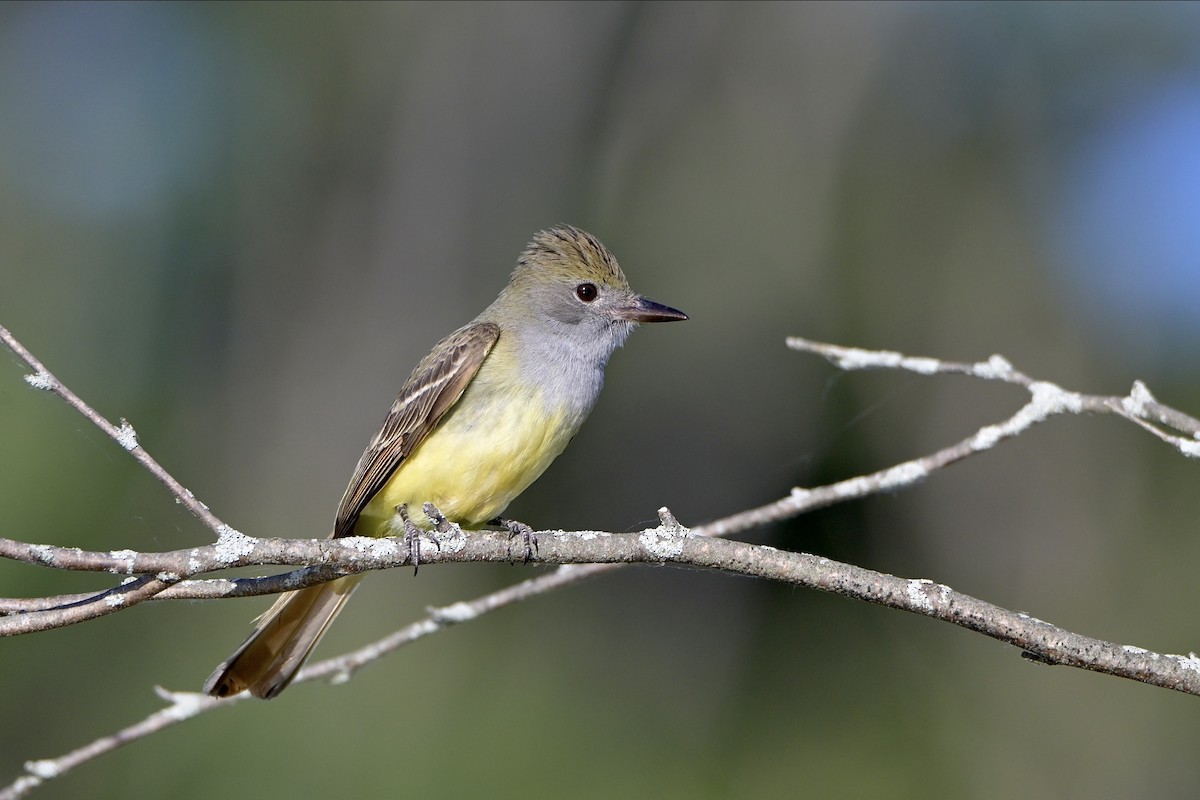 Great Crested Flycatcher - ML620935342