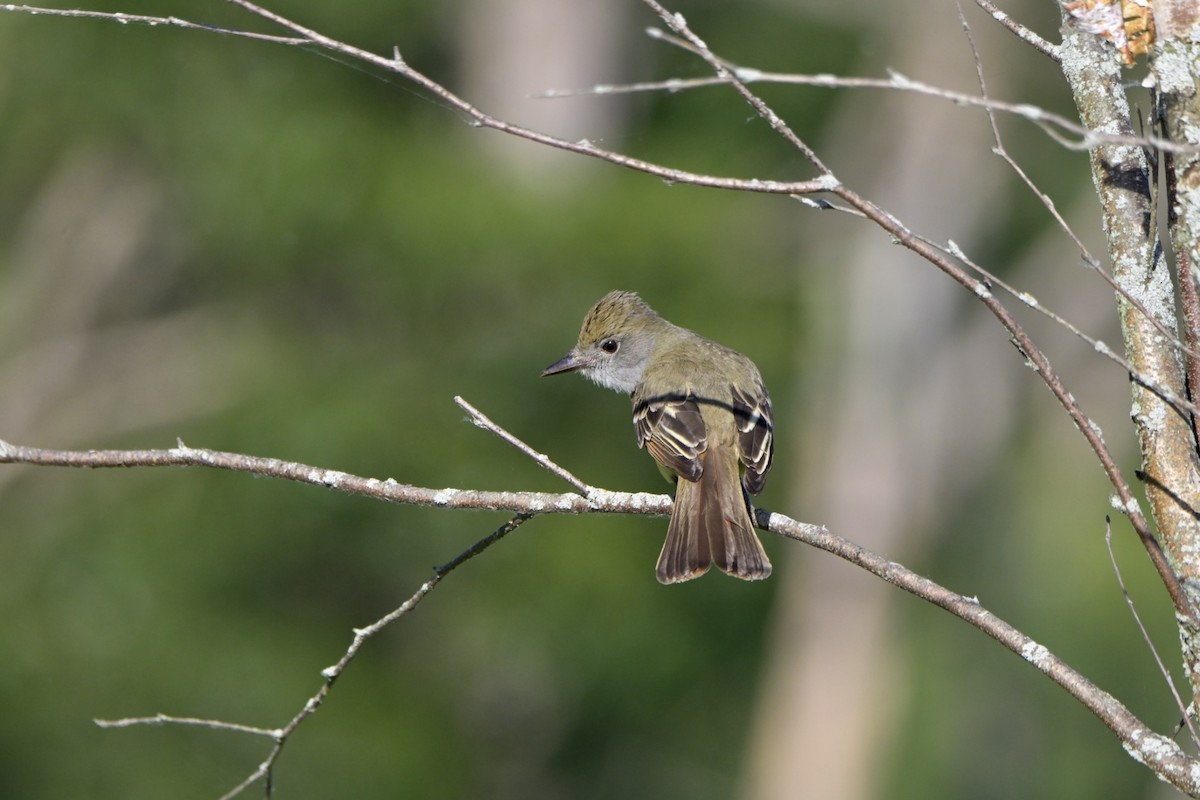 Great Crested Flycatcher - ML620935344