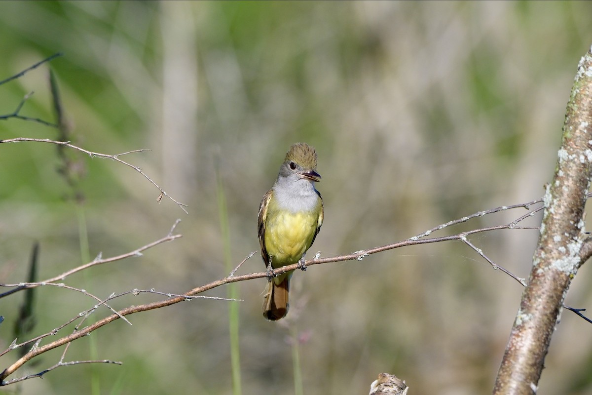 Great Crested Flycatcher - ML620935346