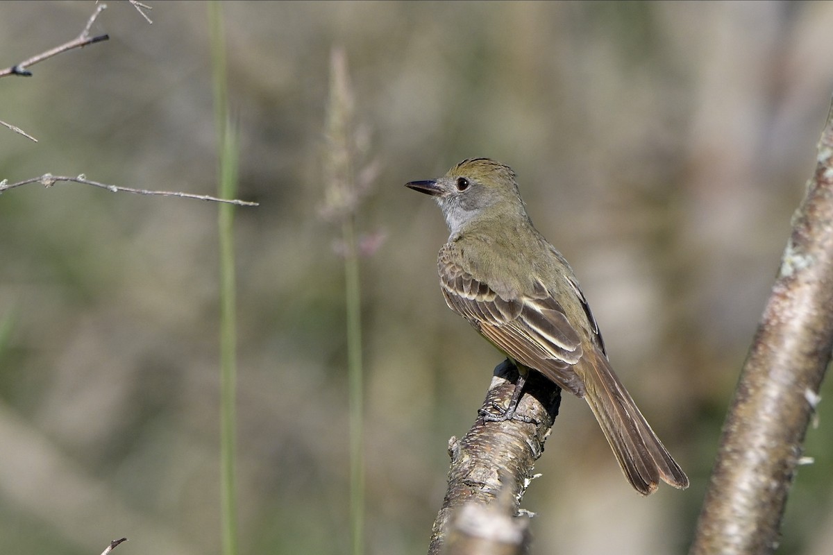 Great Crested Flycatcher - ML620935349
